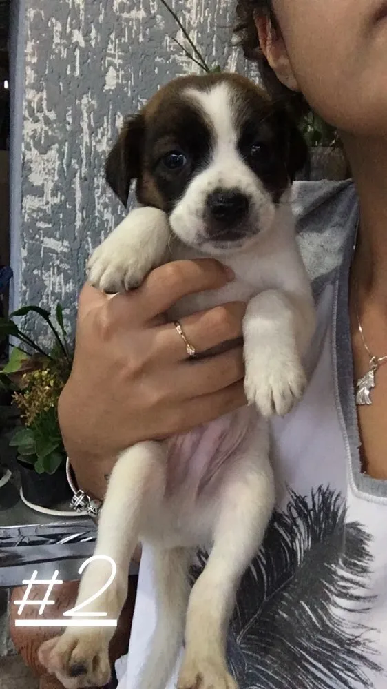 Cachorro ra a Vira lata  idade Abaixo de 2 meses nome Não possuem nomes 