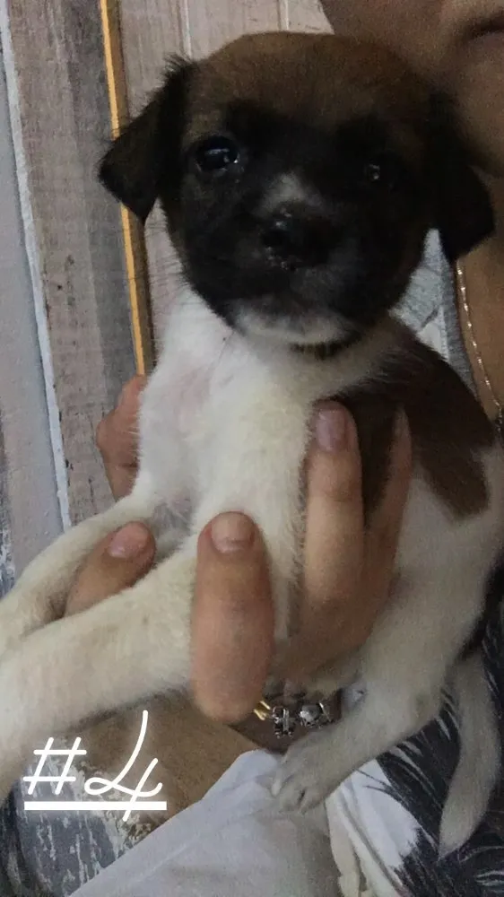 Cachorro ra a Vira lata  idade Abaixo de 2 meses nome Não possuem nomes 