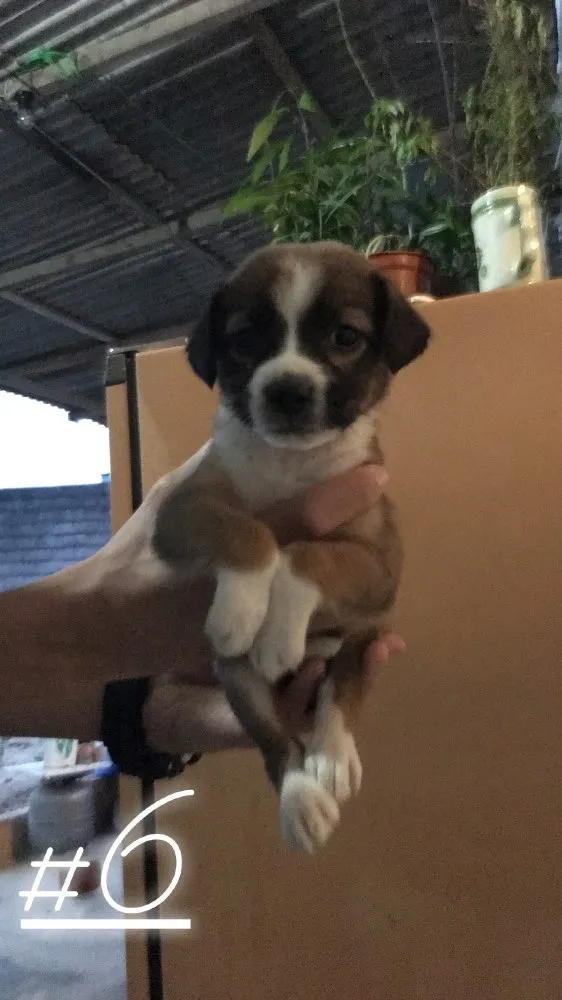 Cachorro ra a Vira lata  idade Abaixo de 2 meses nome Não possuem nomes 