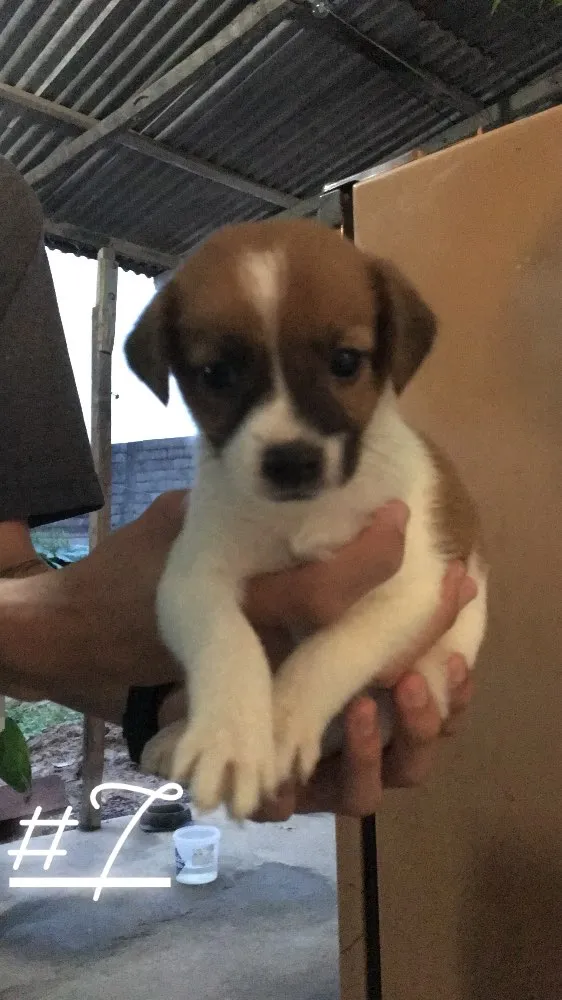 Cachorro ra a Vira lata  idade Abaixo de 2 meses nome Não possuem nomes 