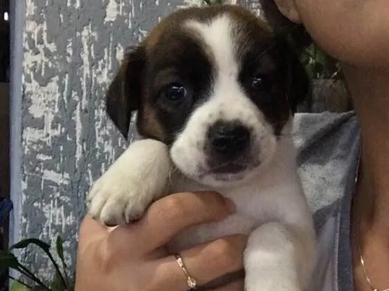 Cachorro ra a Vira lata  idade Abaixo de 2 meses nome Não possuem nomes 