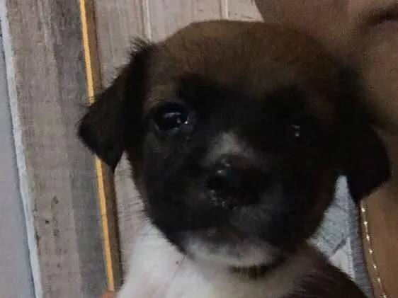 Cachorro ra a Vira lata  idade Abaixo de 2 meses nome Não possuem nomes 