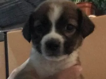 Cachorro ra a Vira lata  idade Abaixo de 2 meses nome Não possuem nomes 