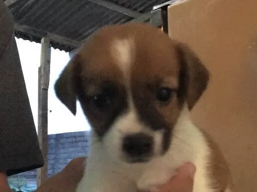 Cachorro ra a Vira lata  idade Abaixo de 2 meses nome Não possuem nomes 