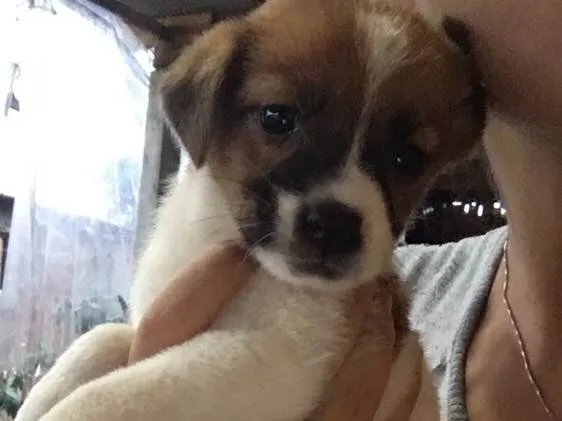 Cachorro ra a Vira lata  idade Abaixo de 2 meses nome Não possuem nomes 