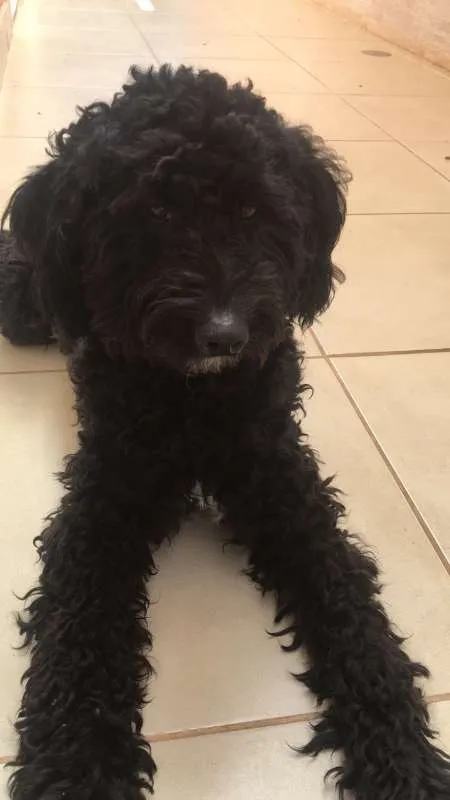 Cachorro ra a  idade 1 ano nome Sem Nome