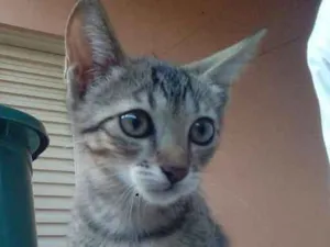 Gato raça Sem raça idade 2 a 6 meses nome Fêmea 