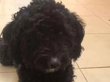 Cachorro ra a  idade 1 ano nome Sem Nome