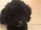 Cachorro raça  idade 1 ano nome Sem Nome