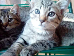 Gato raça Sem raça idade 2 a 6 meses nome Macho