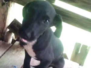 Cachorro raça SRD idade 2 a 6 meses nome Black
