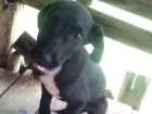 Cachorro raça SRD idade 2 a 6 meses nome Black