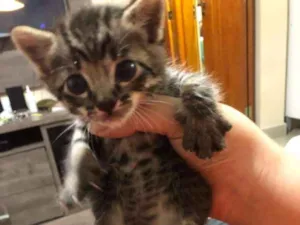 Gato raça Srd idade Abaixo de 2 meses nome Sem nome