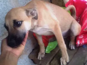 Cachorro raça SRD idade 2 a 6 meses nome Caramelo