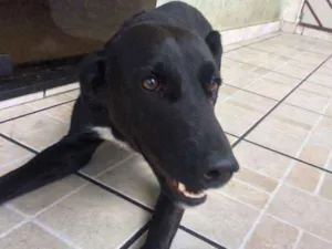 Cachorro raça indefinida idade 1 ano nome BK