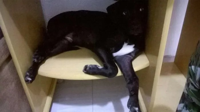 Cachorro ra a viralata idade 2 a 6 meses nome Bidu