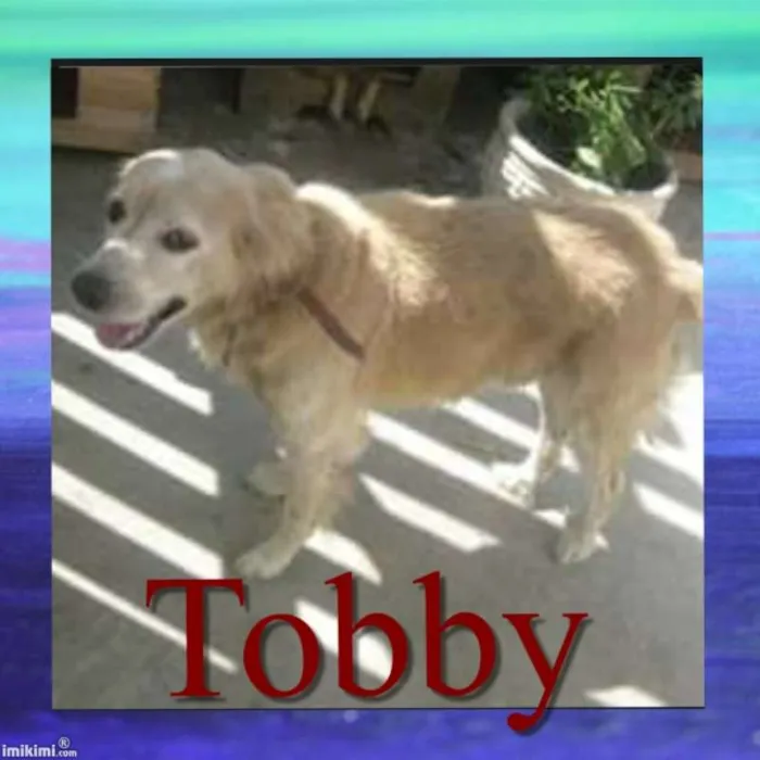 Cachorro ra a srd idade 5 anos nome Tobby
