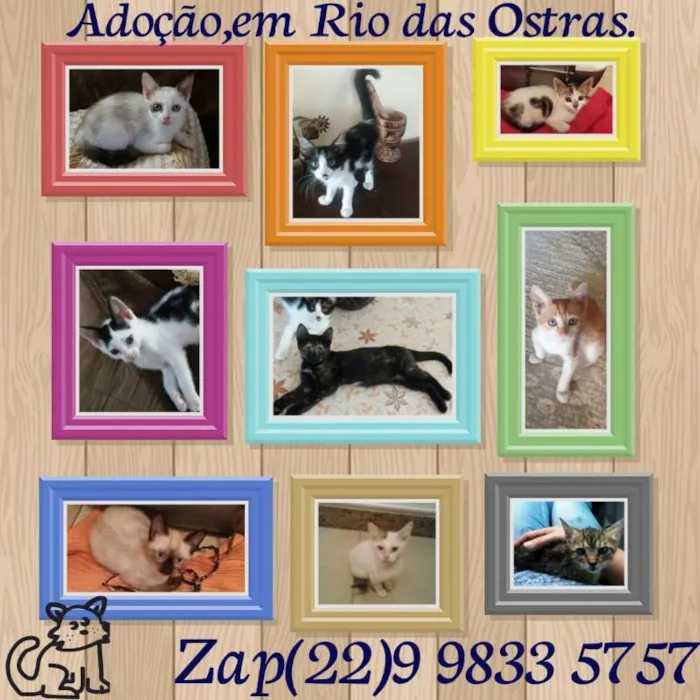 Gato ra a SRD idade 2 a 6 meses nome Gatos Rio das Ostras