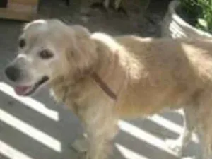 Cachorro raça srd idade 5 anos nome Tobby