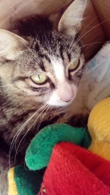 Gato raça Não sei  idade 1 ano nome Cristal 