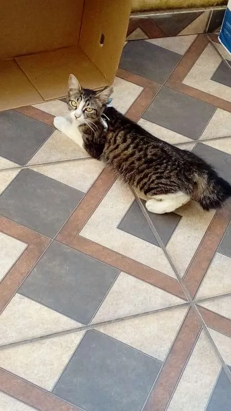 Gato raça Não sei  idade 1 ano nome Cristal 