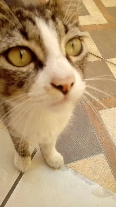 Gato raça Não sei  idade 1 ano nome Cristal 