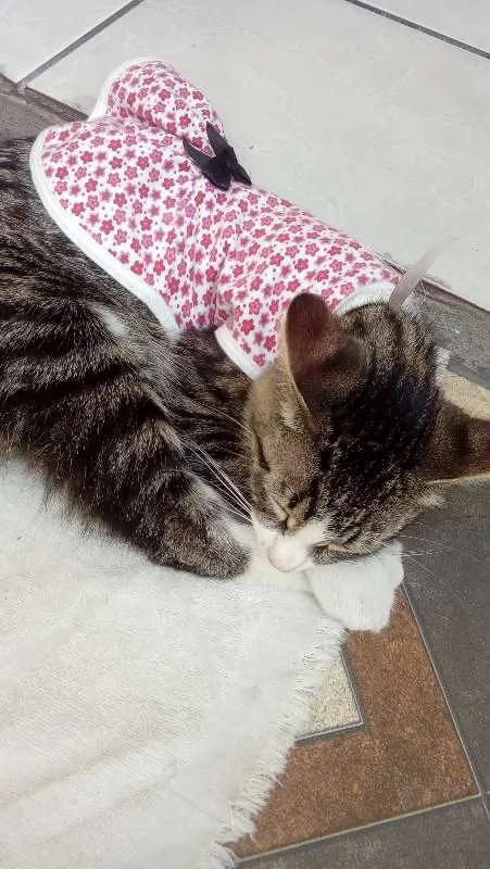 Gato raça Não sei  idade 1 ano nome Cristal 