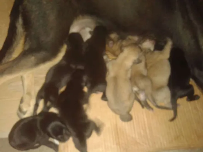 Cachorro ra a indefinida idade 1 ano nome pulka 