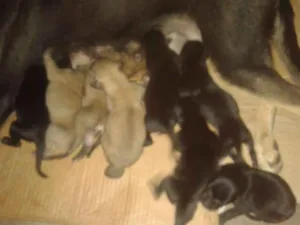 Cachorro raça indefinida idade 1 ano nome pulka 