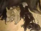 Cachorro raça indefinida idade 1 ano nome pulka 