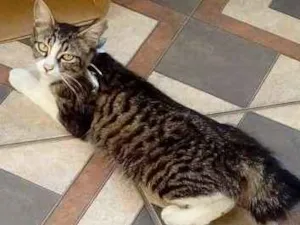Gato raça Não sei  idade 1 ano nome Cristal 
