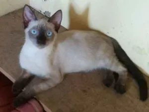 Gato raça SRD idade 2 a 6 meses nome Gatos Rio das Ostras