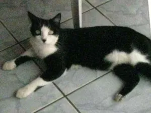 Gato raça srd idade 3 anos nome Gaspar