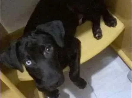Cachorro ra a viralata idade 2 a 6 meses nome Bidu