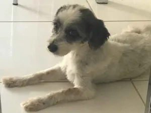 Cachorro raça - idade  nome -