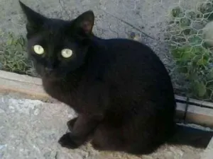 Gato raça SRD idade 2 anos nome Pretuska