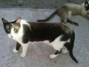 Gato raça srd idade 2 anos nome Filhinho