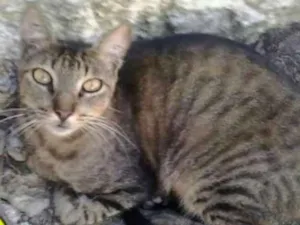 Gato raça srd idade 2 anos nome Fred