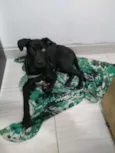 Bidu