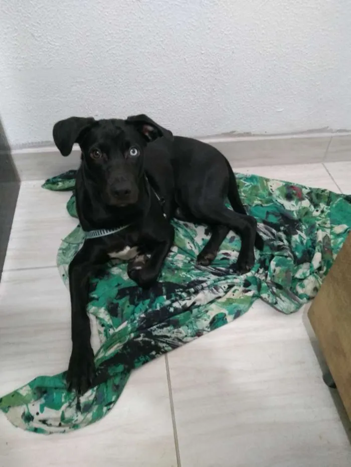 Cachorro ra a viralata idade 2 a 6 meses nome Bidu