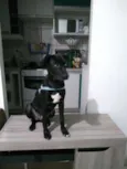 Bidu