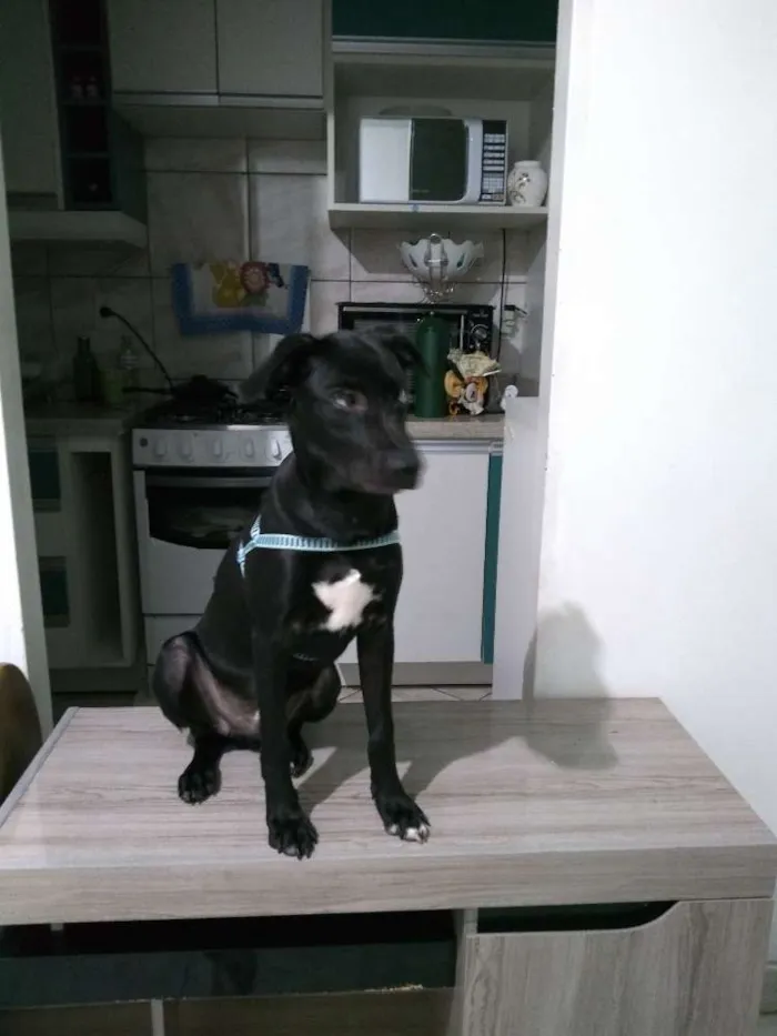 Cachorro ra a viralata idade 2 a 6 meses nome Bidu