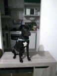Bidu