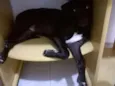 Bidu