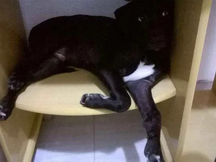 Cachorro ra a viralata idade 2 a 6 meses nome Bidu
