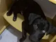 Bidu