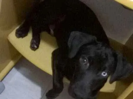 Cachorro ra a viralata idade 2 a 6 meses nome Bidu