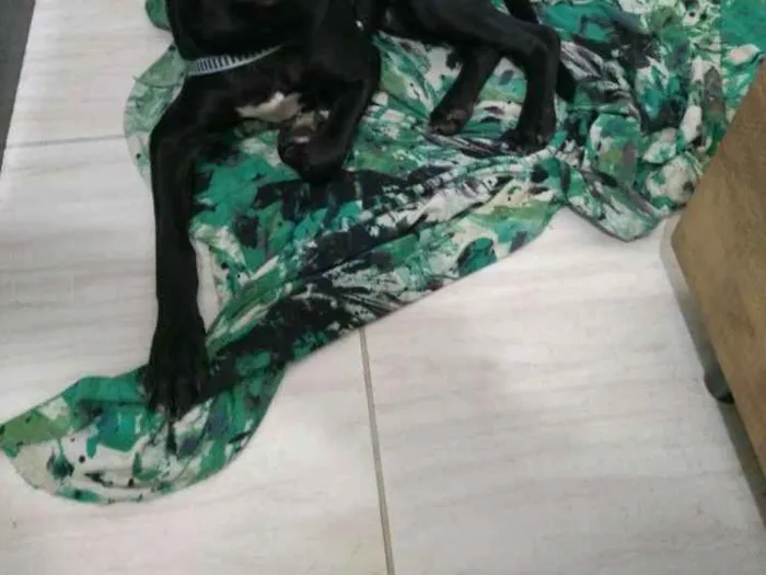 Cachorro ra a viralata idade 2 a 6 meses nome Bidu