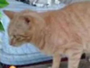 Gato raça srd idade 2 anos nome Lolita