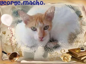 Gato raça SRD idade 2 anos nome George